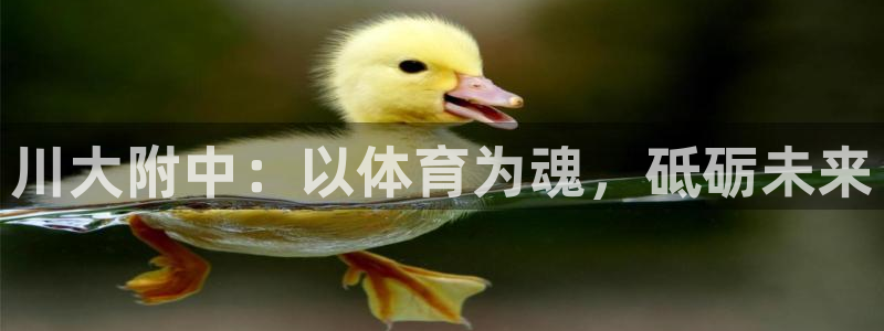 注册vsport体育官方正版app:川大附中:以体育为魂,砥